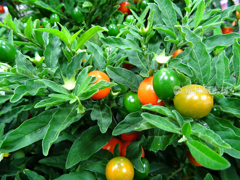 冬季樱桃室内植物、茄属植物(假辣椒茄/辣椒属)图片